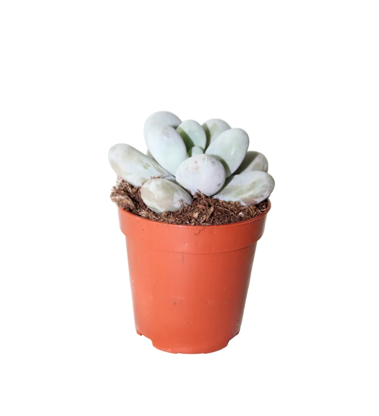 Pachyphytum oviferum