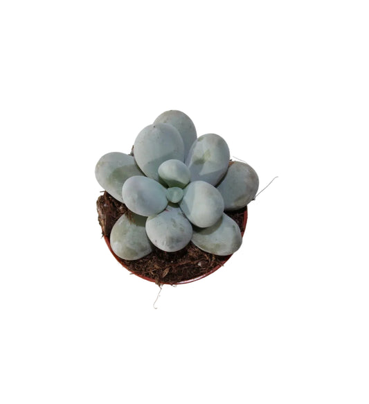 Pachyphytum oviferum