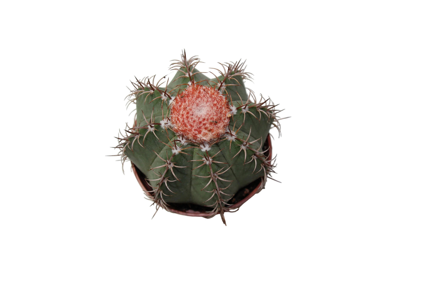 Melocactus matanzanus