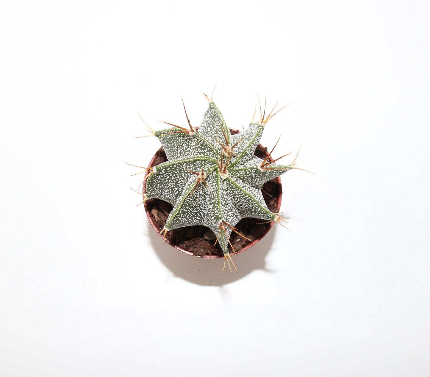 Astrophytum ornatum