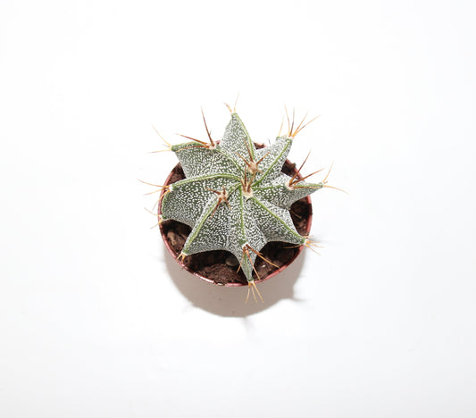 Astrophytum ornatum