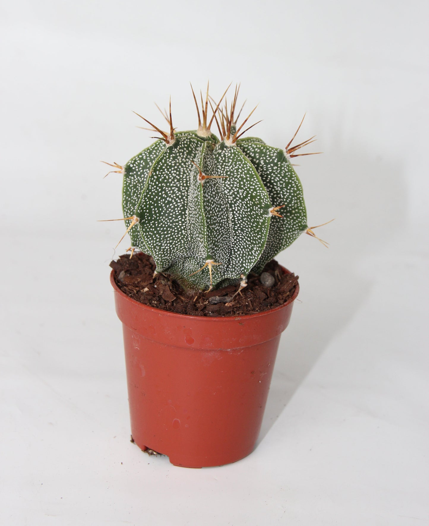 Astrophytum ornatum