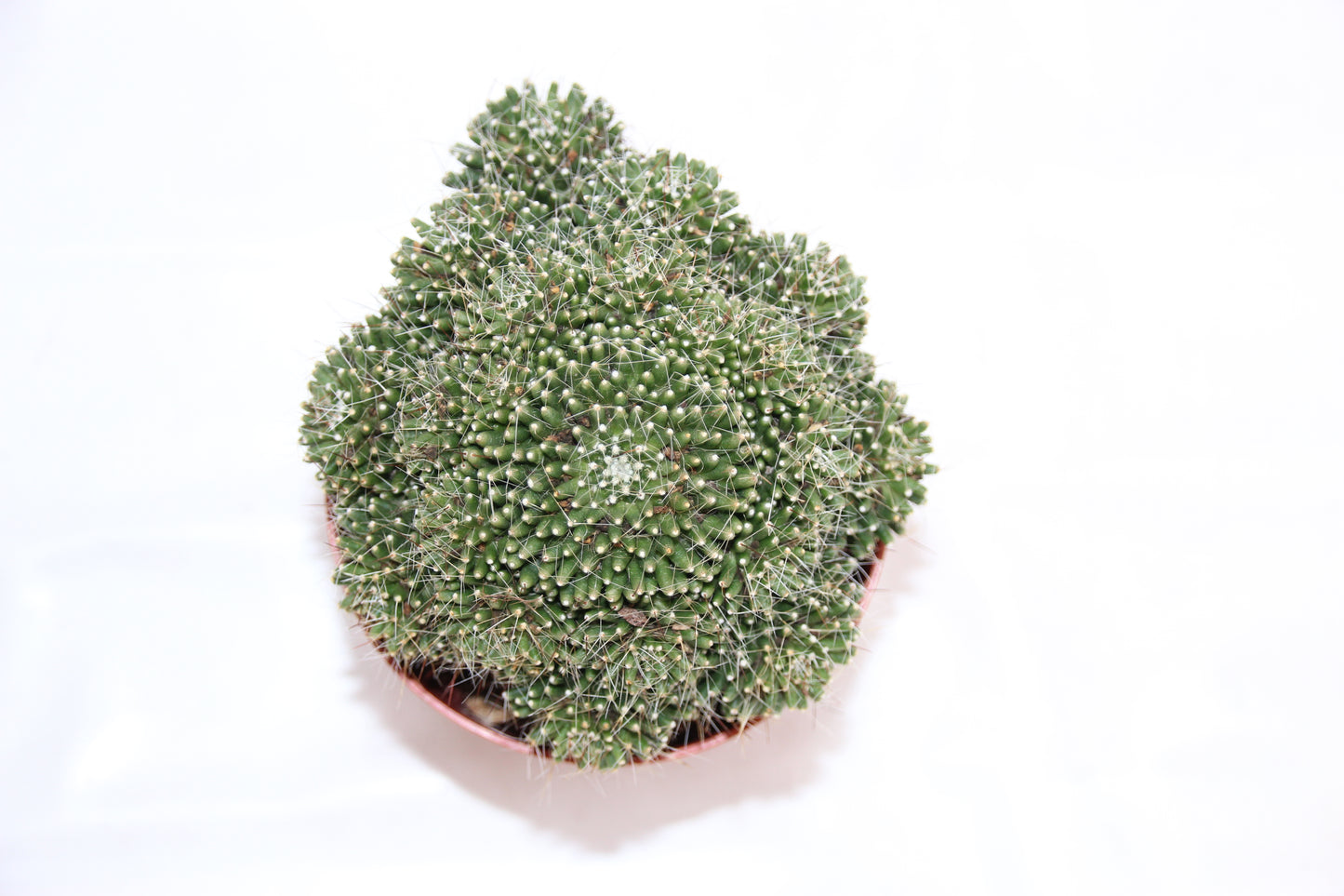 Mammillaria painteri