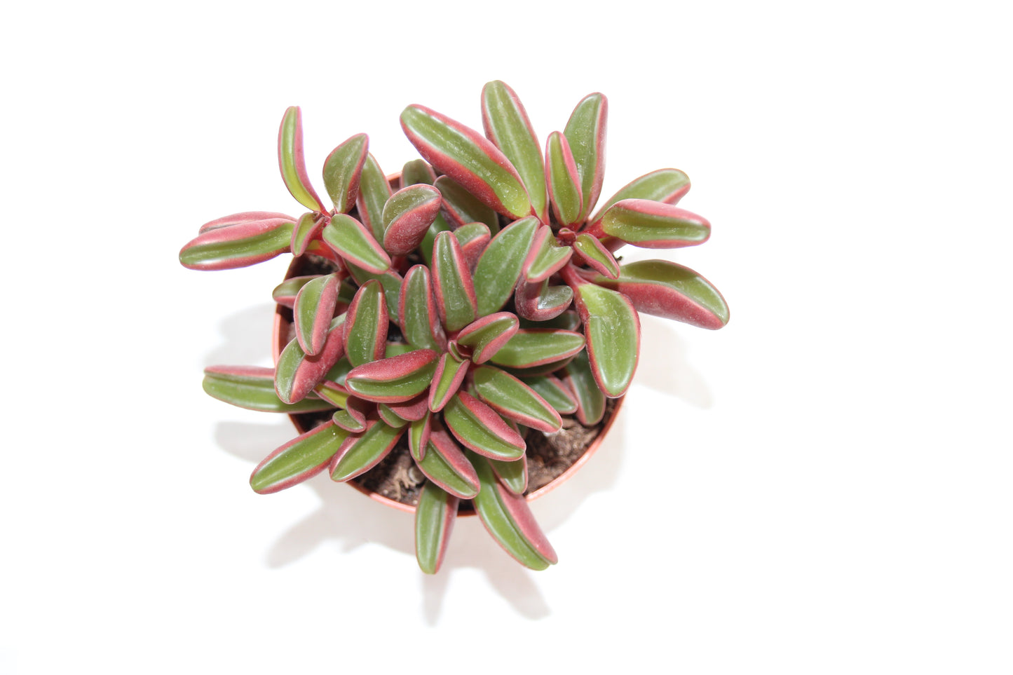 Peperomia graveolens