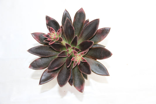 Echeveria serana