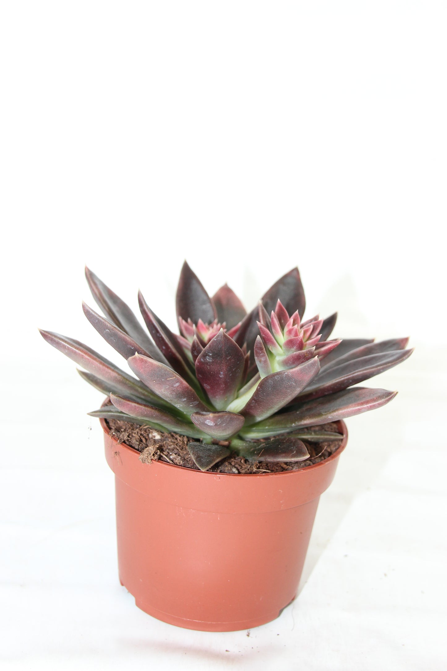 Echeveria serana