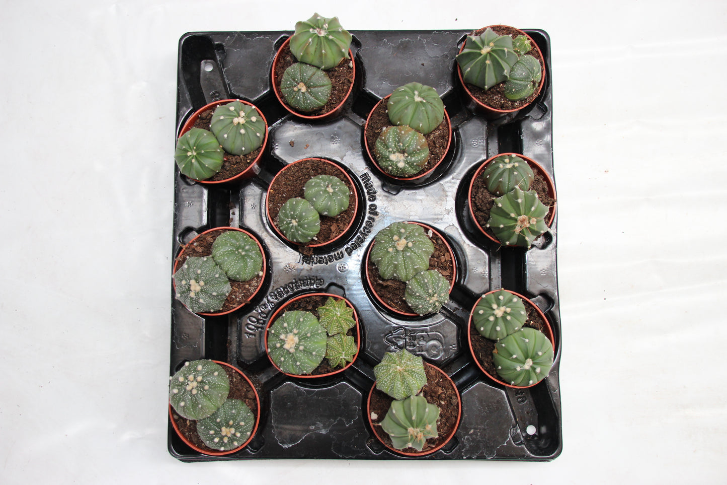 Astrophytum asterias Gruppe