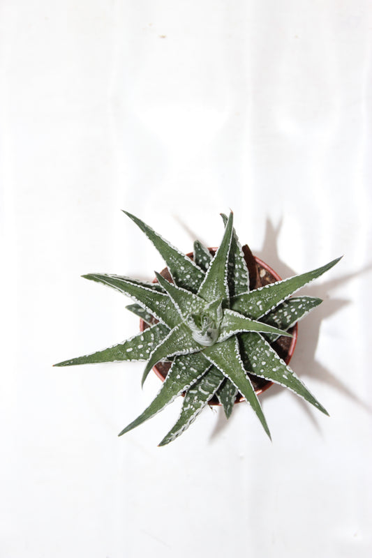 Haworthia attenuata big band