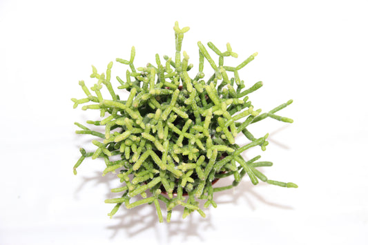 Rhipsalis cereuscula "Korallenkaktus"