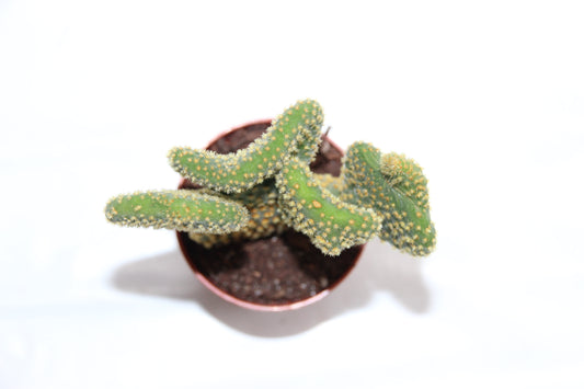 Opuntia microdasys pallida