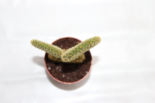 Opuntia microdasys gold