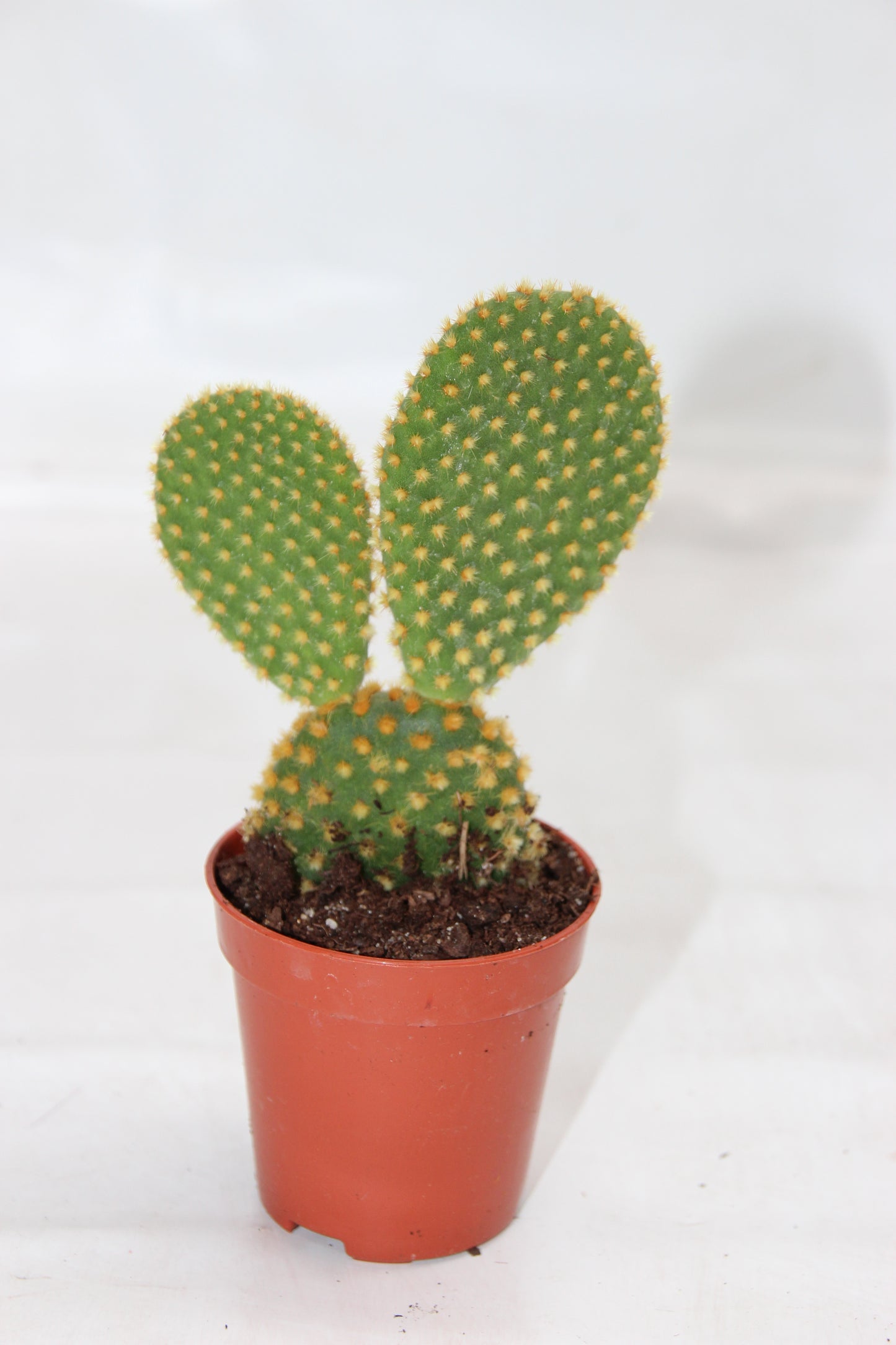 Opuntia microdasys gold