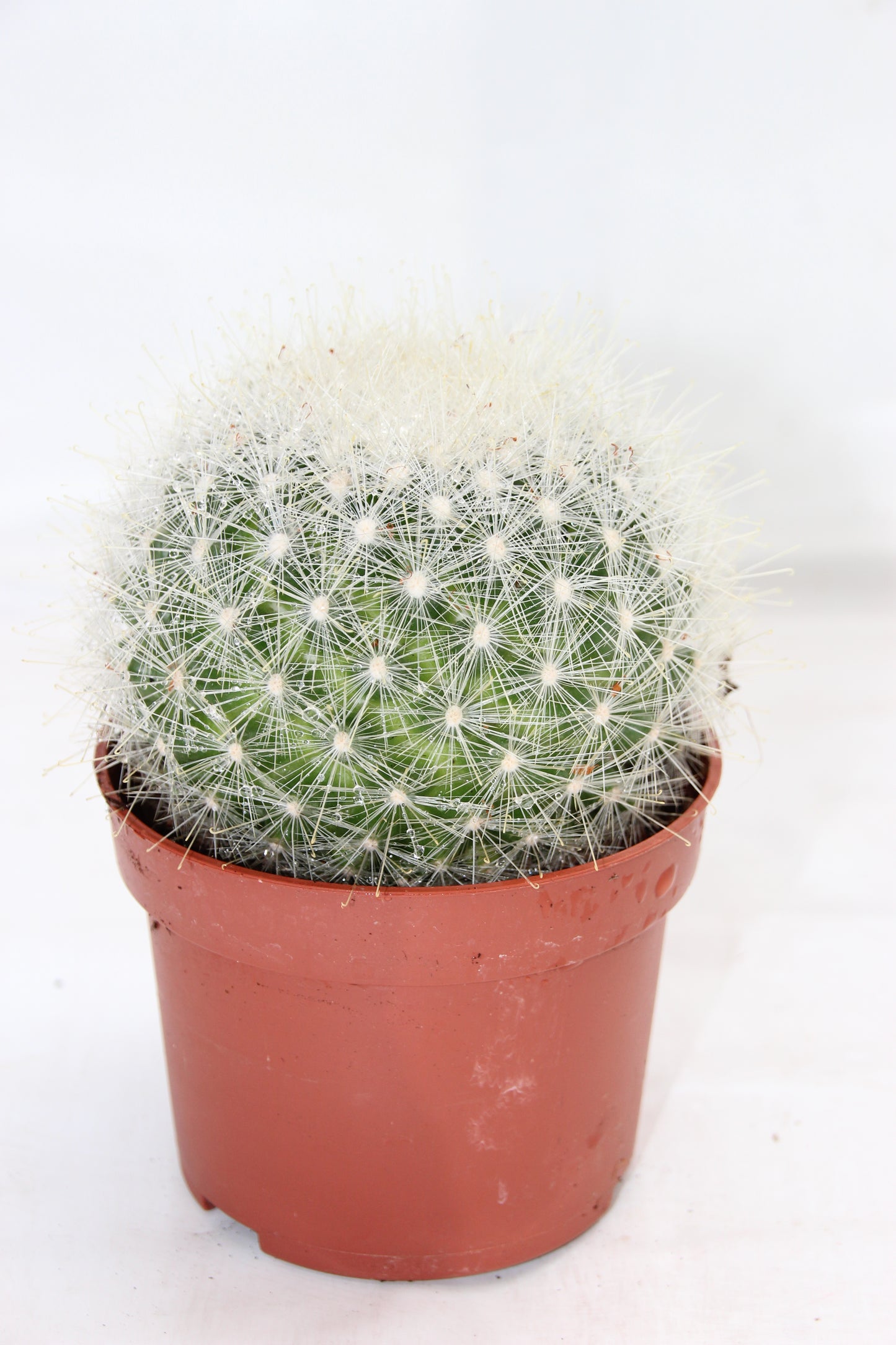 Mammillaria senilis