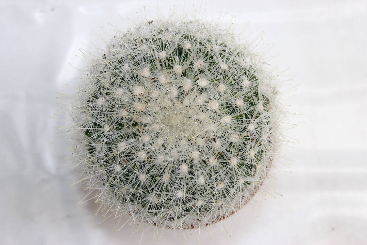 Mammillaria senilis