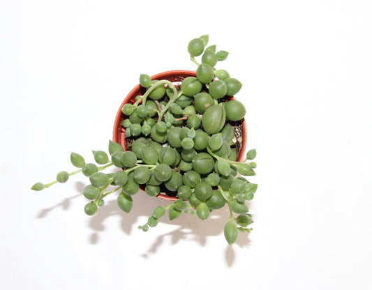 Senecio rowleyanus 'Perlenschnur'