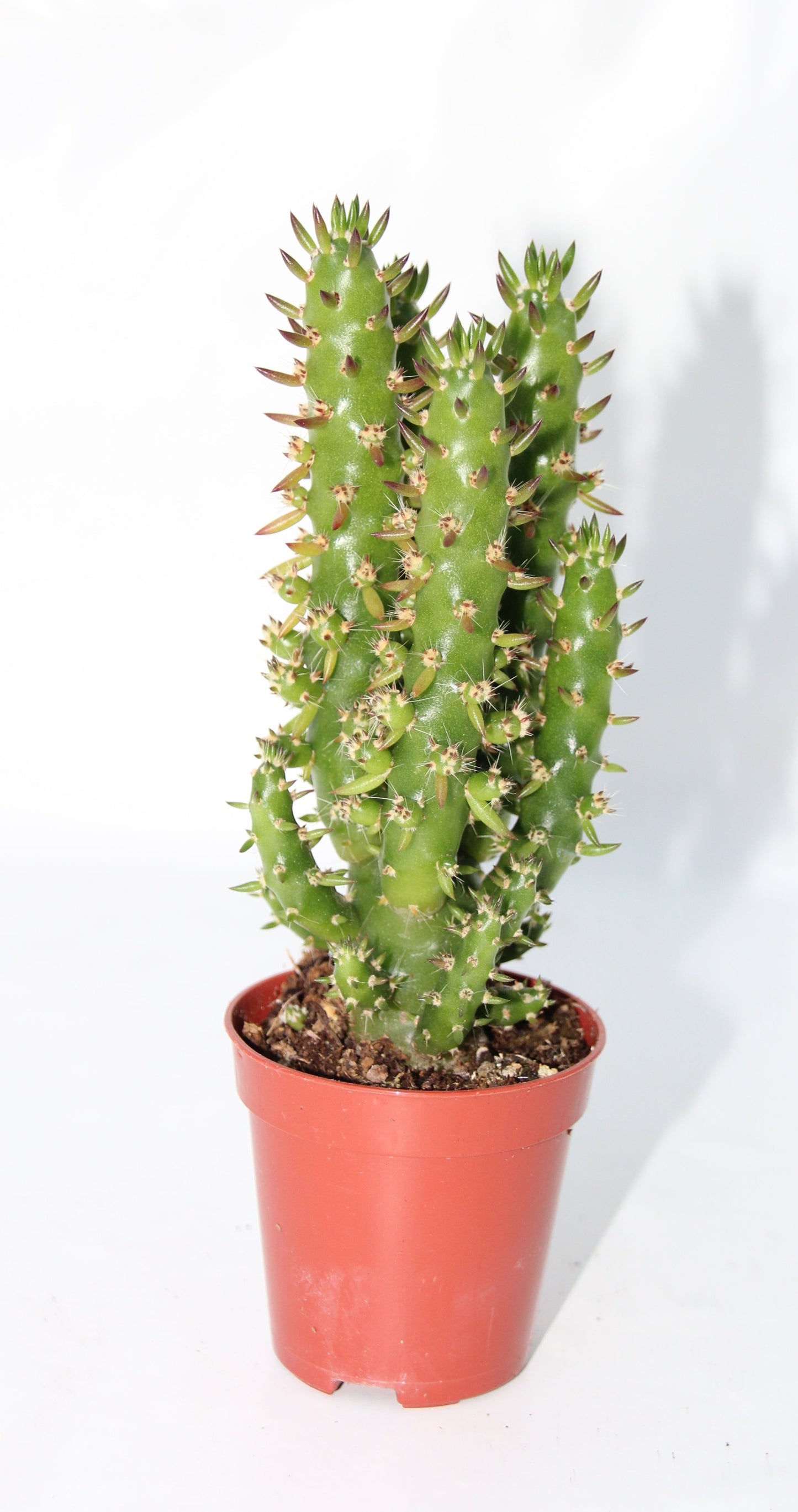 Opuntia subulata monstrosa