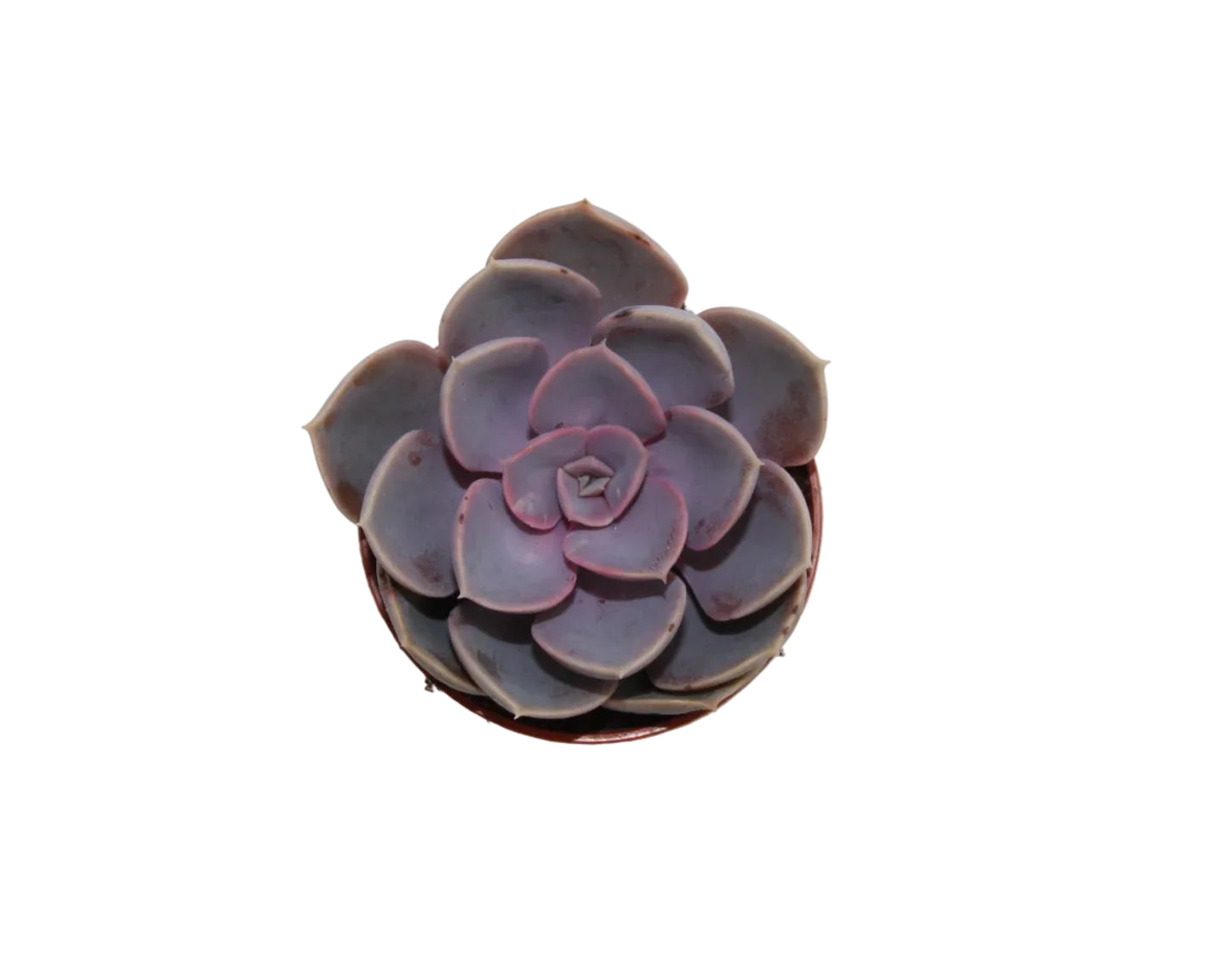 Echeveria `Perle von Nürnberg´