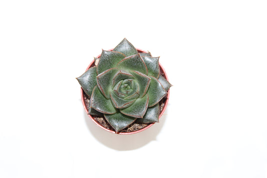 Echeveria pulidonis