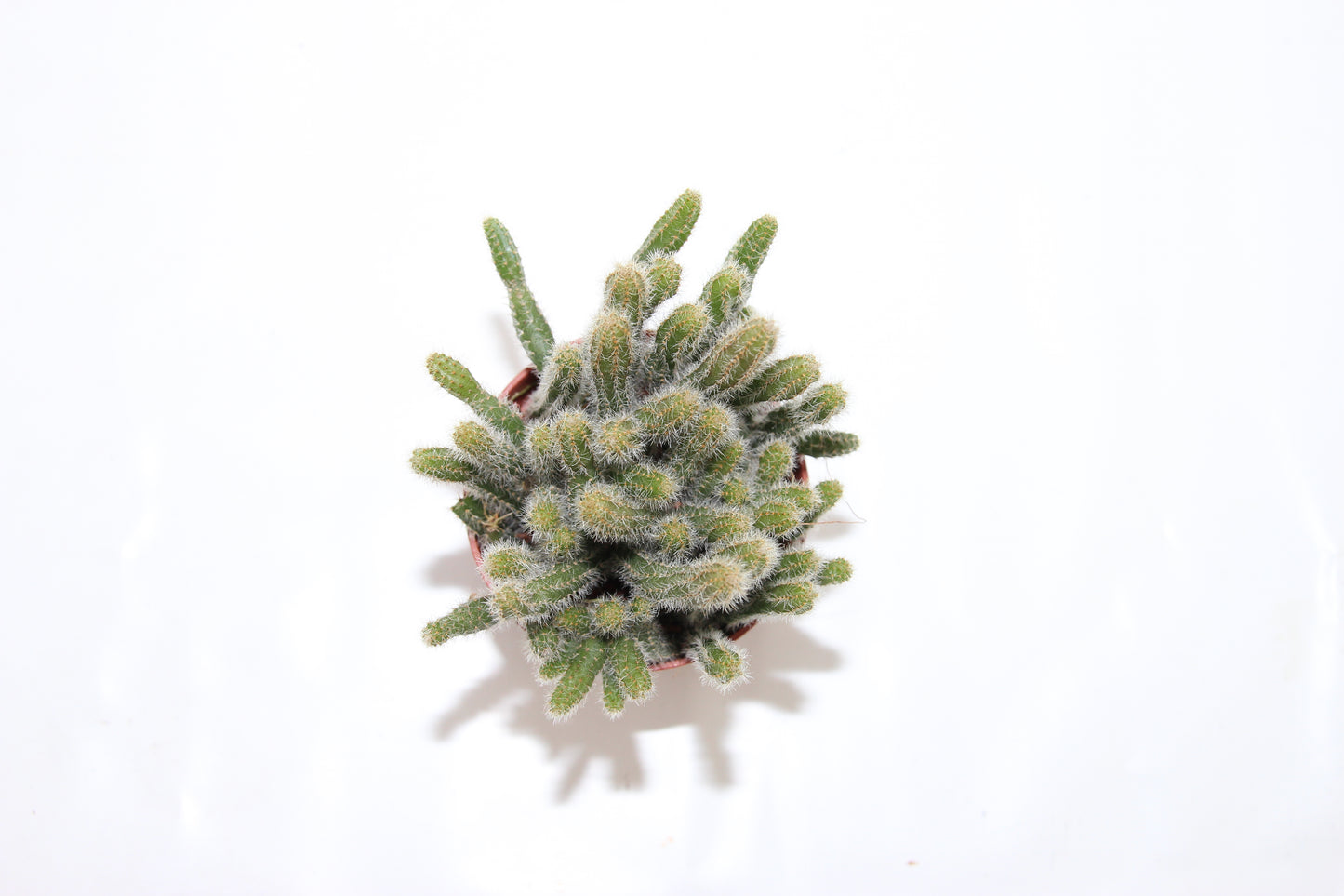 Rhipsalis baccifera horrida