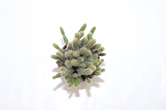 Rhipsalis baccifera horrida