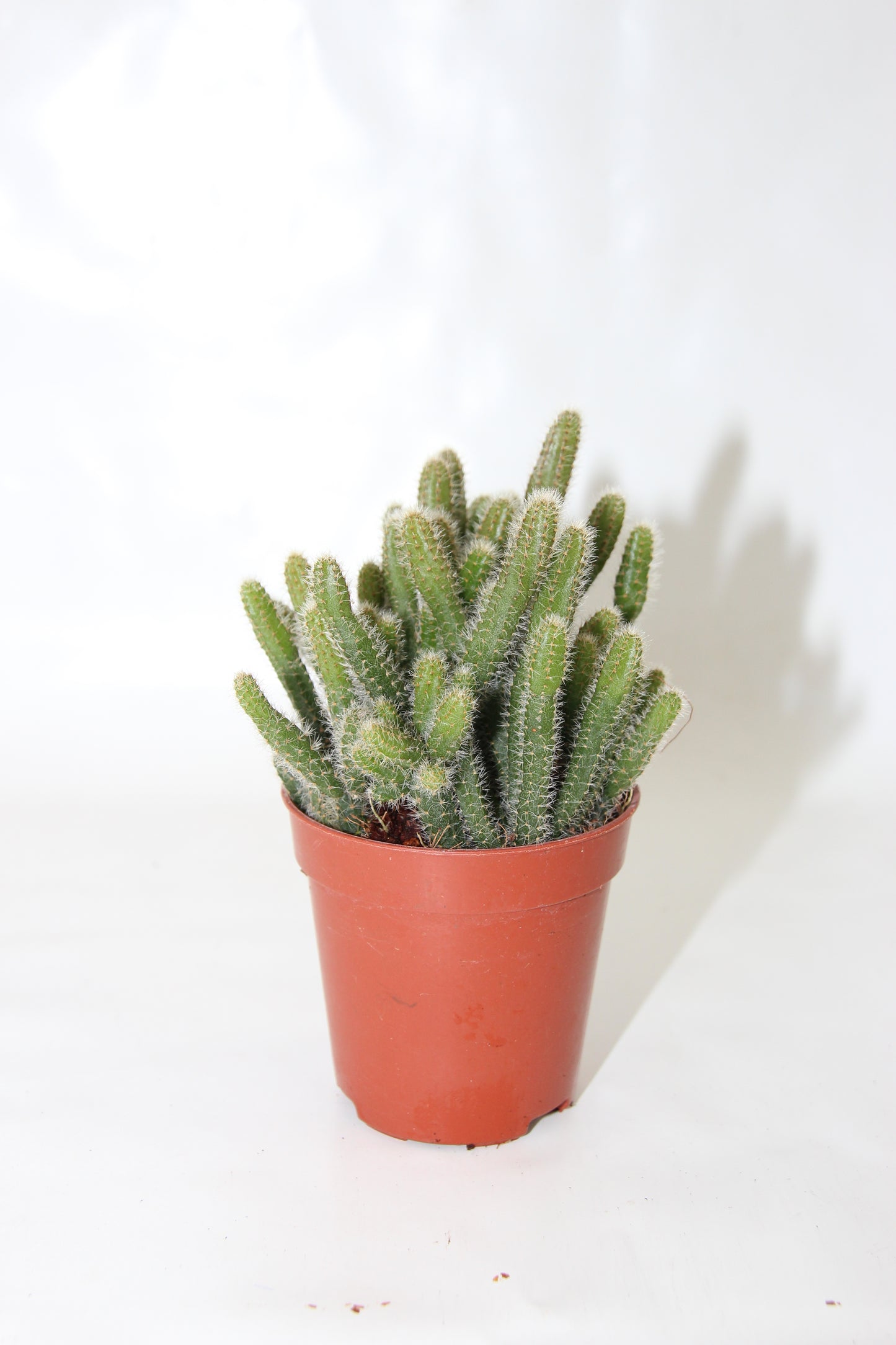 Rhipsalis baccifera horrida