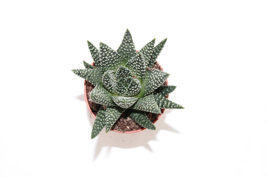 Haworthia pumila royal albert