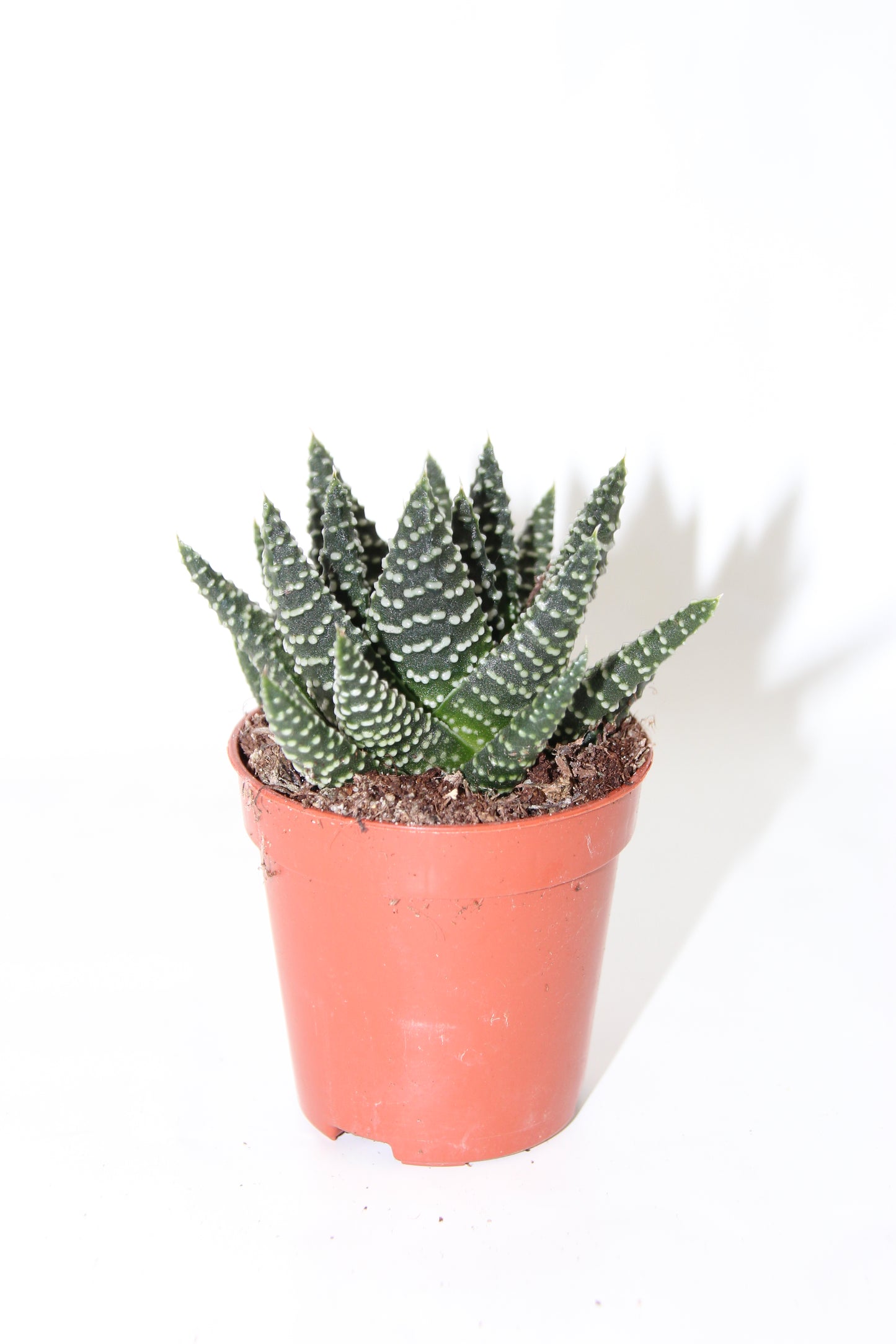 Haworthia pumila royal Albert