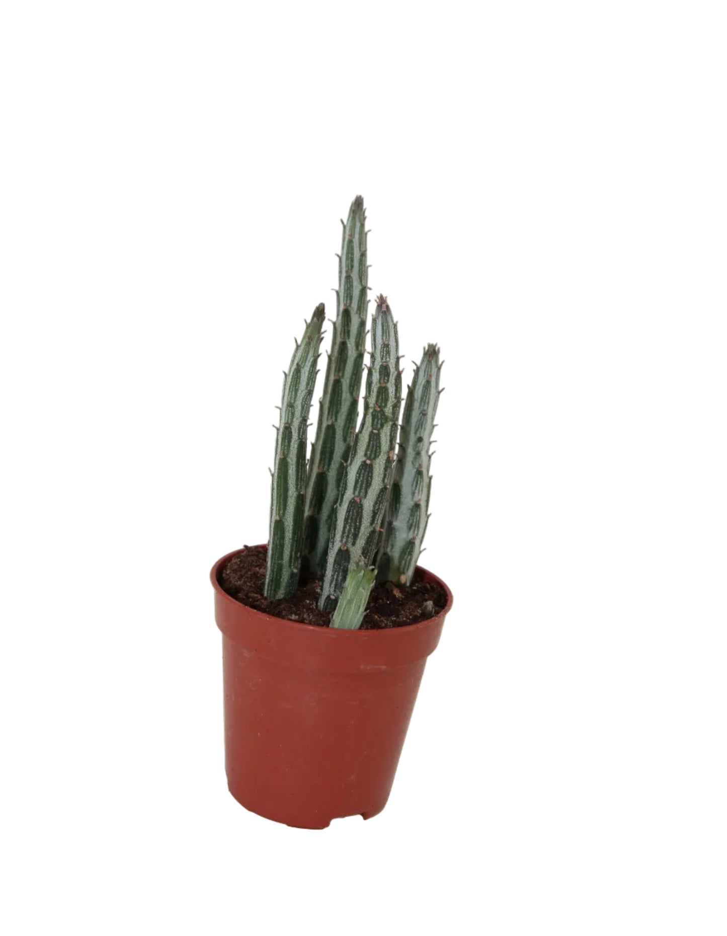 Senecio stapeliiformis