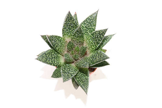 Gasteraloe d Tiga