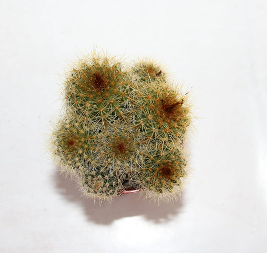 Eriocactus warasii Gruppe