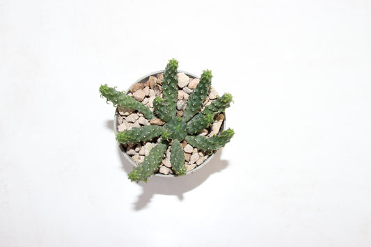 Euphorbia inermis