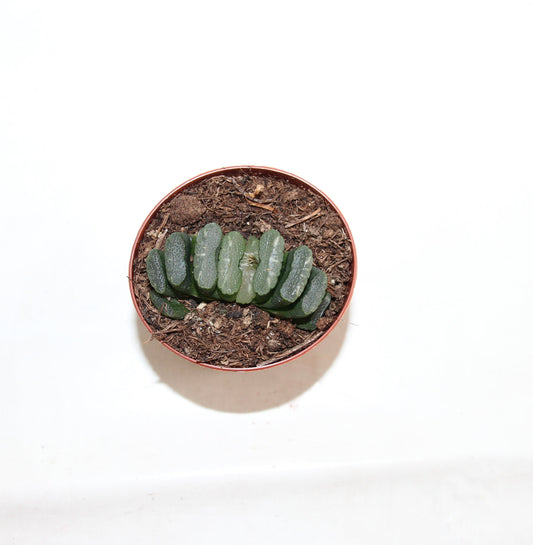 Haworthia truncata