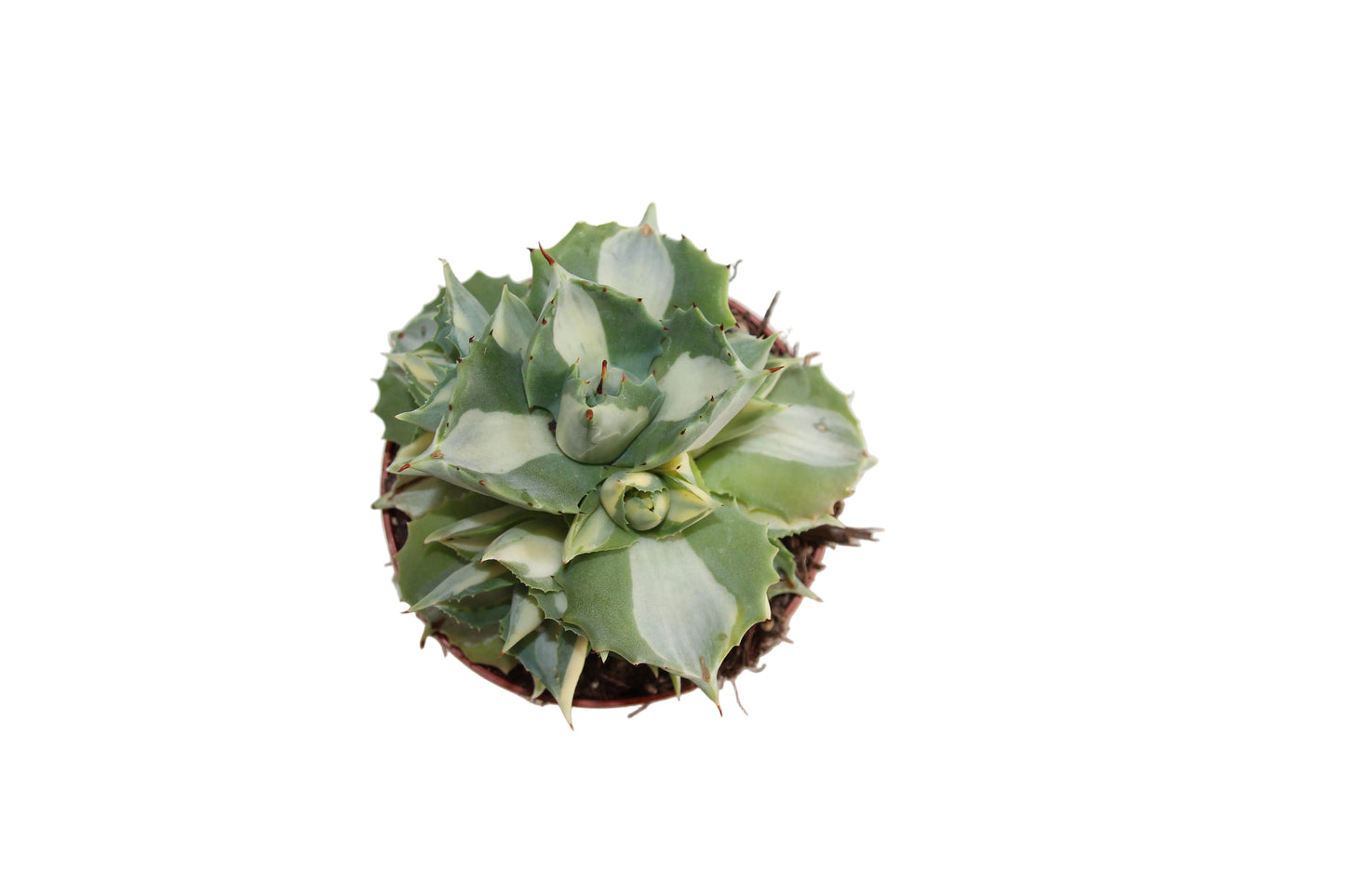 Agave potatorum ‘Ouhi Rajin‘ variegata