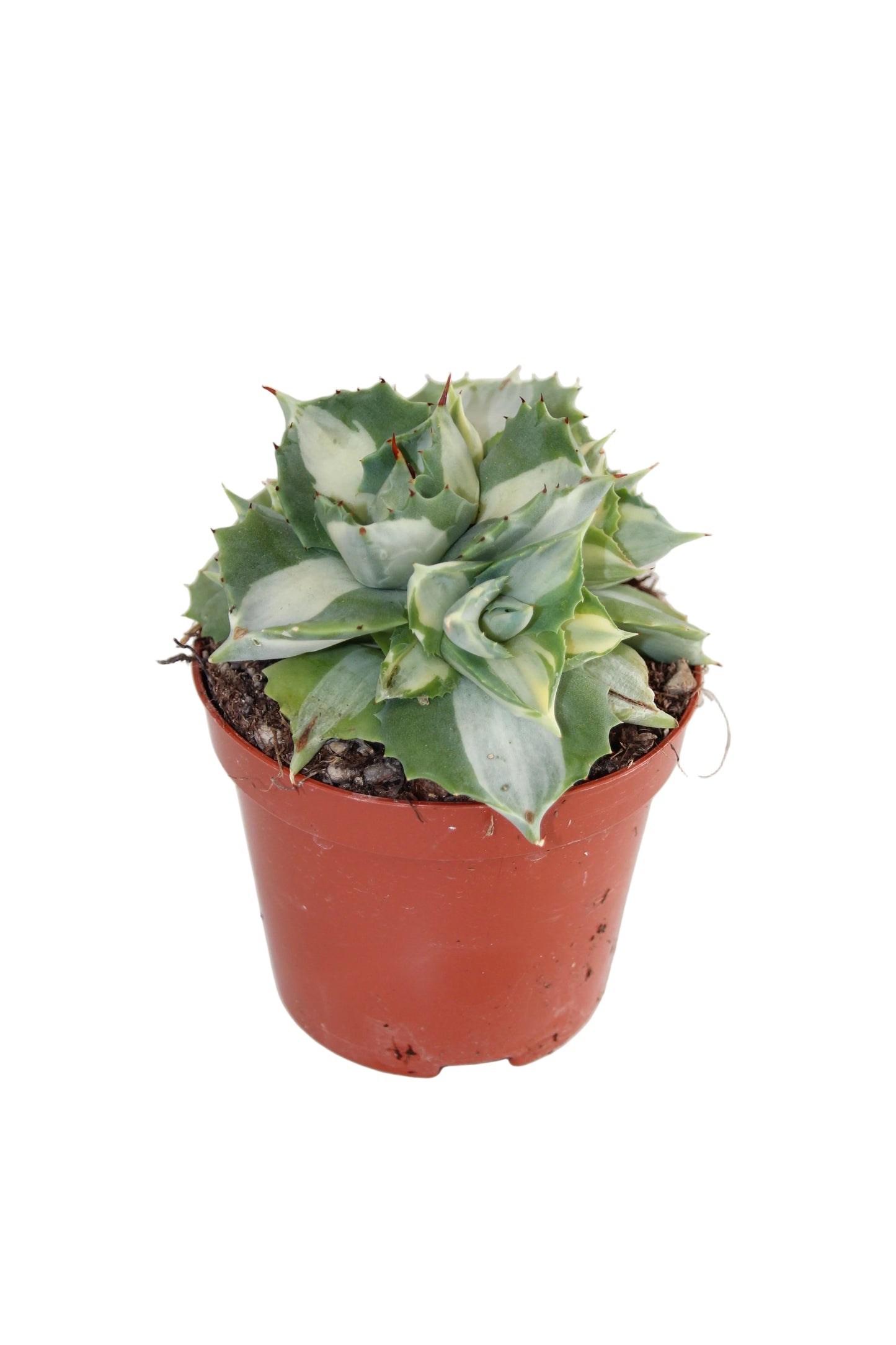 Agave potatorum ‘Ouhi Rajin‘ variegata