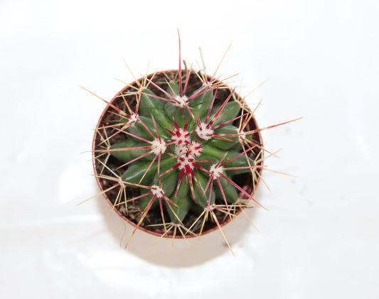 Ferocactus stainesii