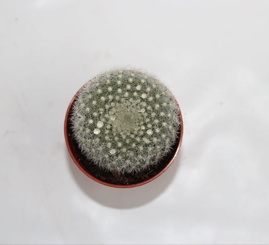 Parodia haselbergii