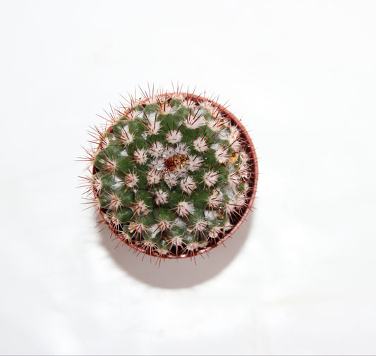 Mammillaria mammillaris
