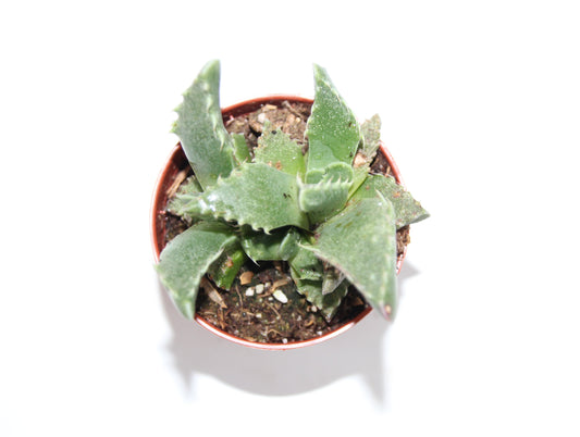 Faucaria tigrina