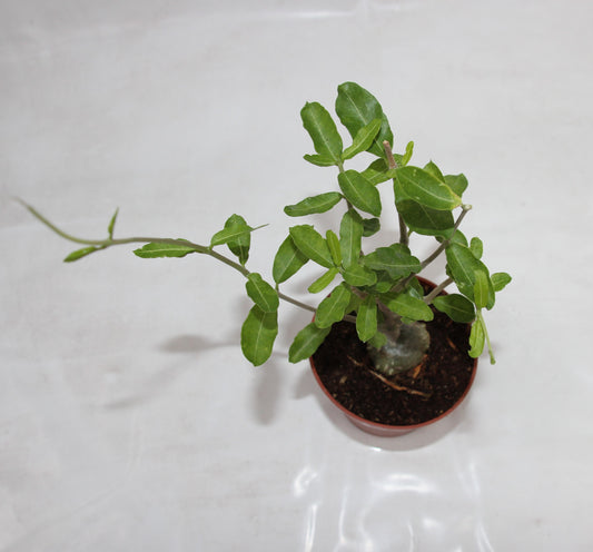 Fockea edulis