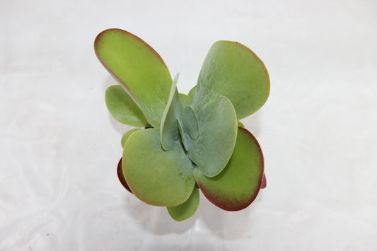 Kalanchoe thyrsiflora
