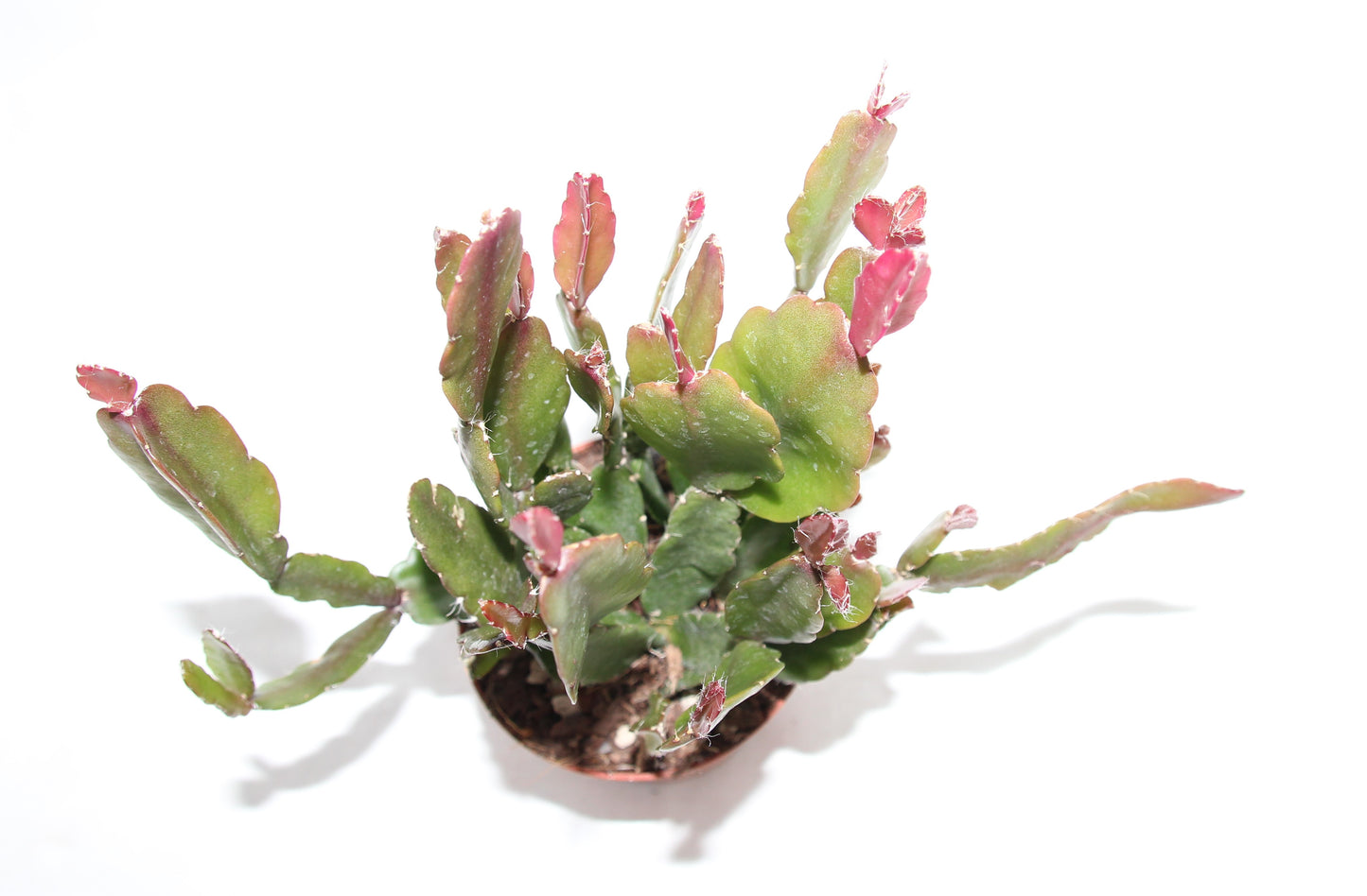 Rhipsalis agudoensis