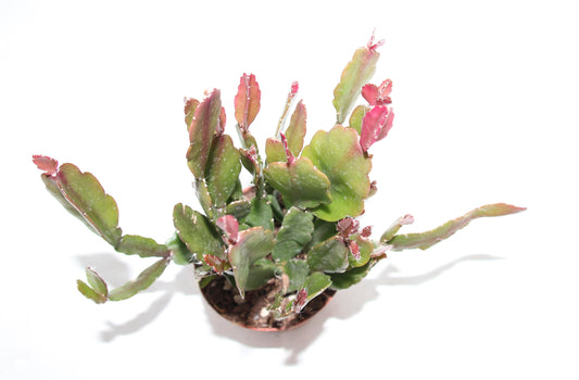 Rhipsalis agudoensis