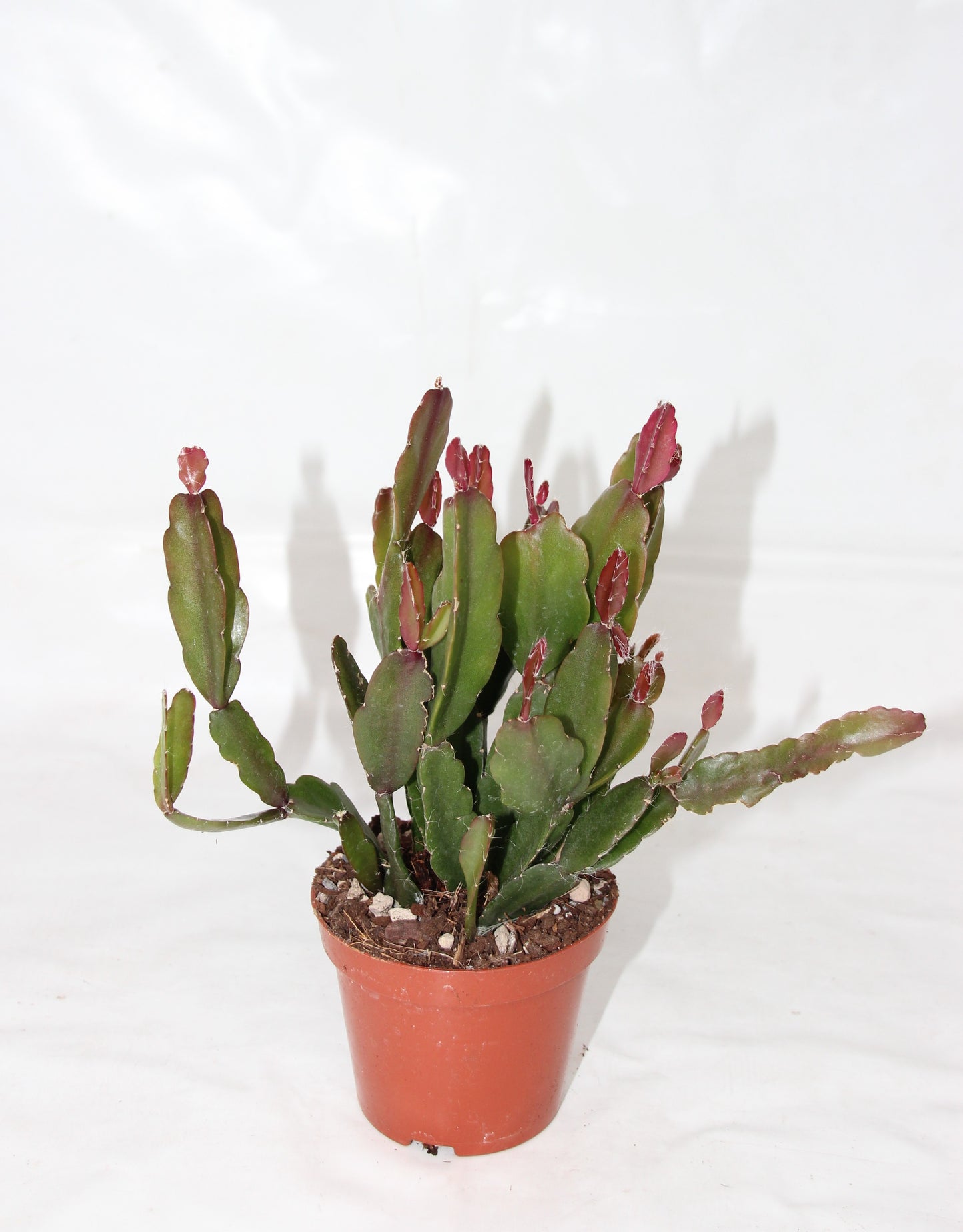 Rhipsalis agudoensis