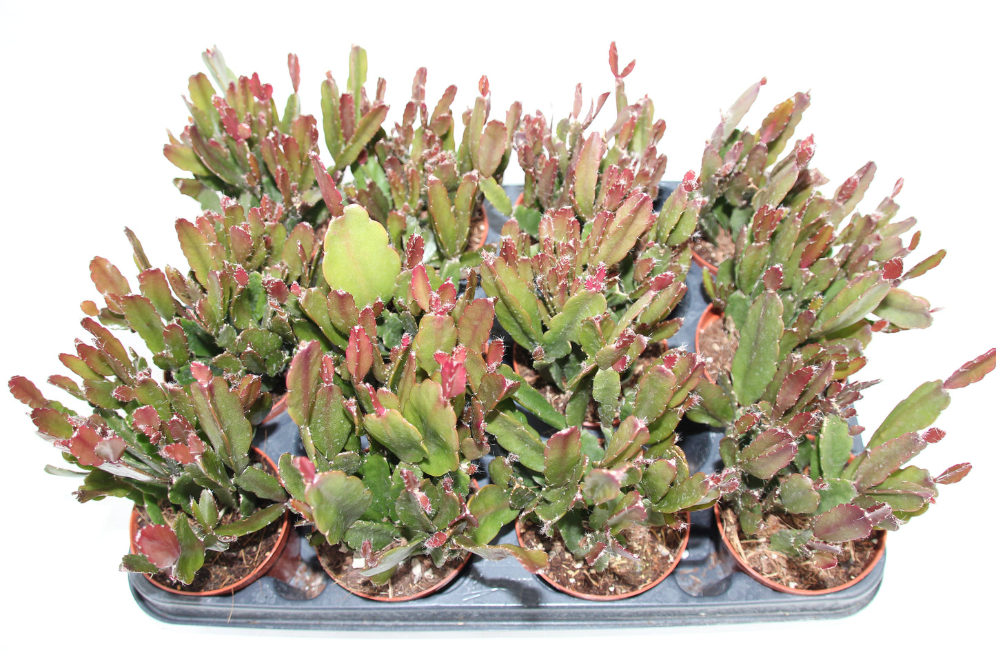 Rhipsalis agudoensis
