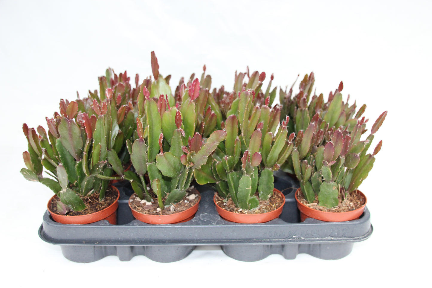 Rhipsalis agudoensis