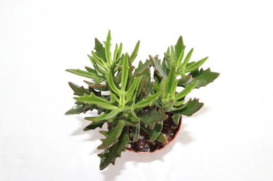 Kalanchoe kewensis