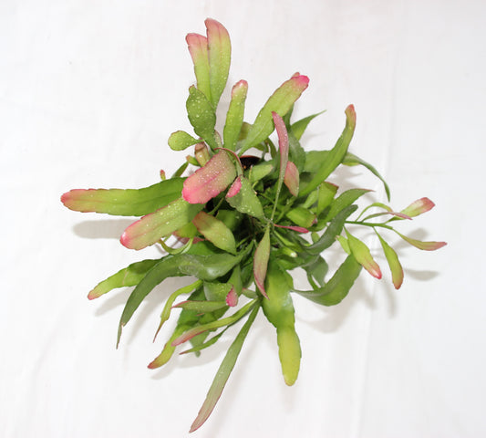 Rhipsalis ramulosa `Red Coral´