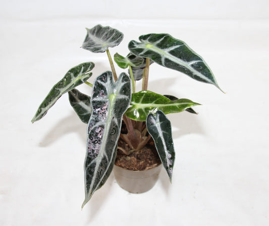 Alocasia Bambino