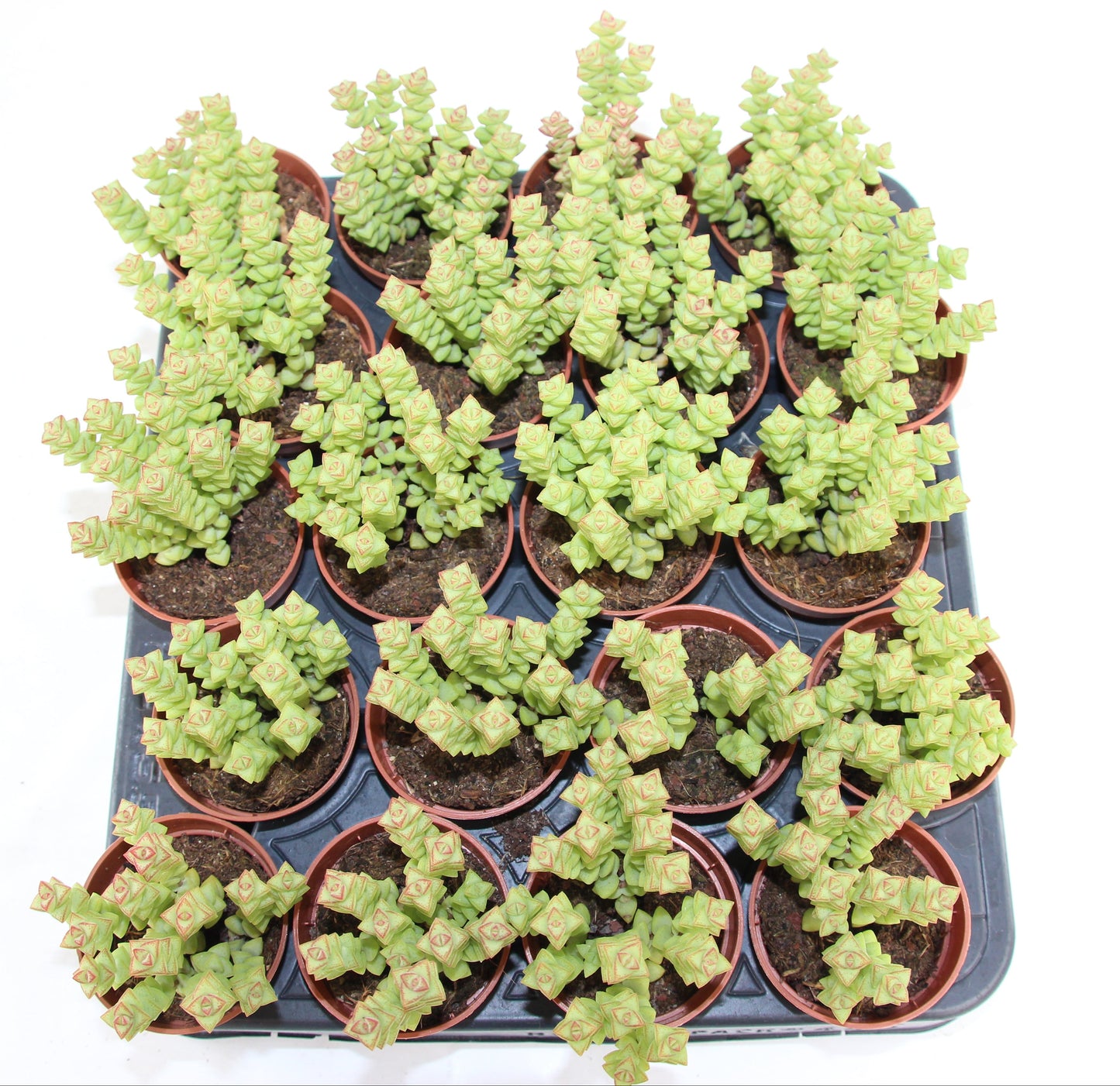 Crassula rupestris