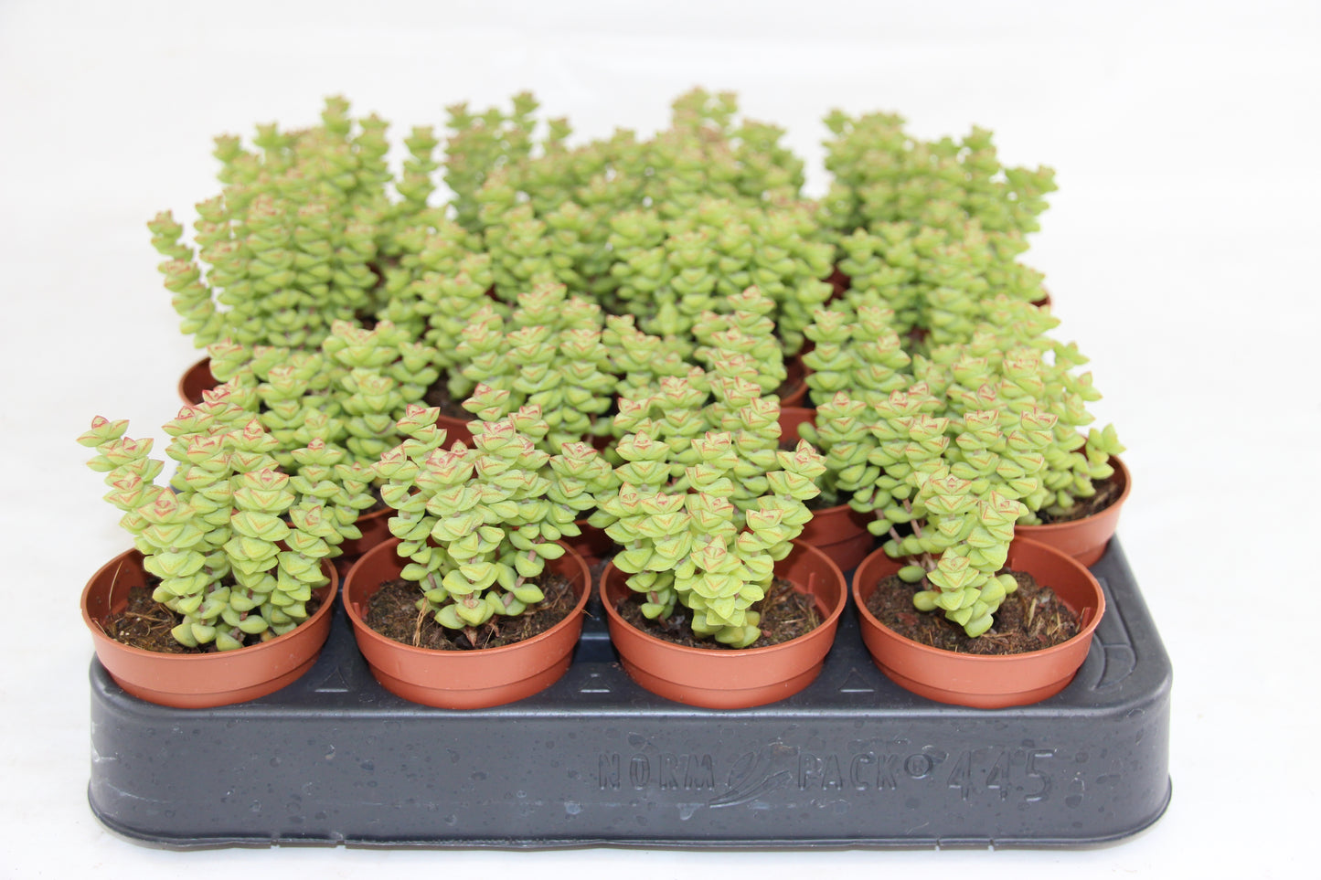 Crassula rupestris